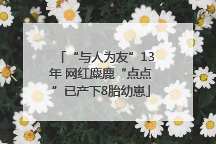 “与人为友”13年 网红麋鹿“点点”已产下8胎幼崽