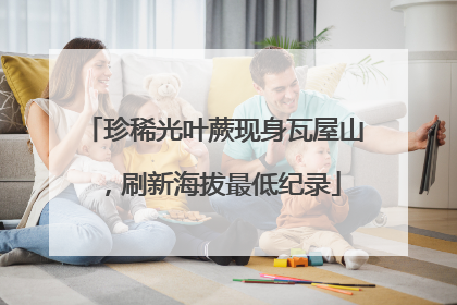 珍稀光叶蕨现身瓦屋山，刷新海拔最低纪录
