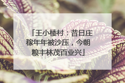 王小楼村：昔日庄稼年年被沙压，今朝粮丰林茂百业兴