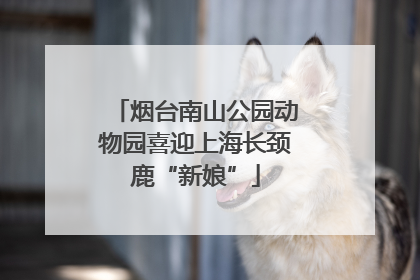烟台南山公园动物园喜迎上海长颈鹿“新娘”