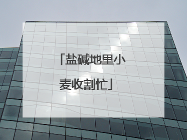 盐碱地里小麦收割忙