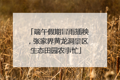 端午假期冒雨插秧，张家界黄龙洞景区生态田园农事忙