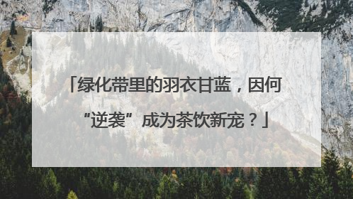 绿化带里的羽衣甘蓝，因何“逆袭”成为茶饮新宠？