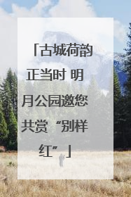古城荷韵正当时 明月公园邀您共赏“别样红”