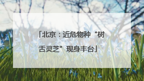 北京：近危物种“树舌灵芝”现身丰台