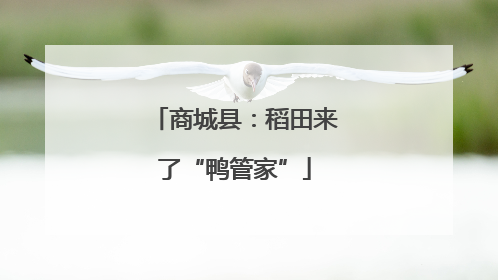 商城县：稻田来了“鸭管家”
