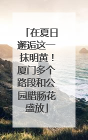 在夏日邂逅这一抹明黄！厦门多个路段和公园腊肠花盛放