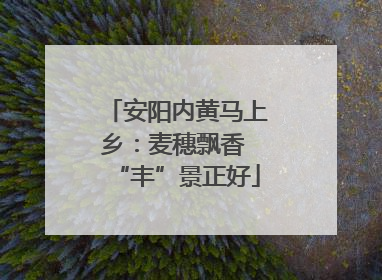 安阳内黄马上乡：麦穗飘香 “丰”景正好