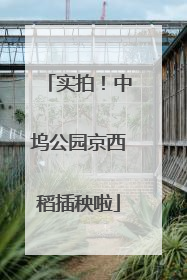 实拍！中坞公园京西稻插秧啦