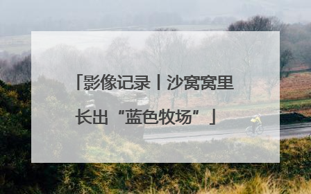 影像记录丨沙窝窝里长出“蓝色牧场”
