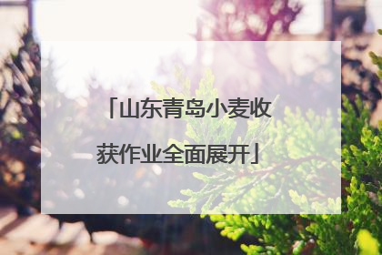 山东青岛小麦收获作业全面展开