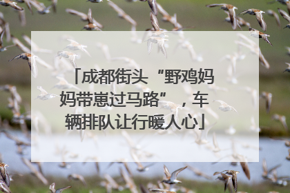 成都街头“野鸡妈妈带崽过马路”，车辆排队让行暖人心