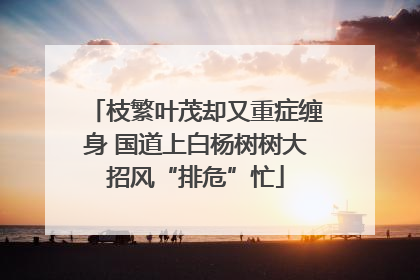 枝繁叶茂却又重症缠身 国道上白杨树树大招风“排危”忙