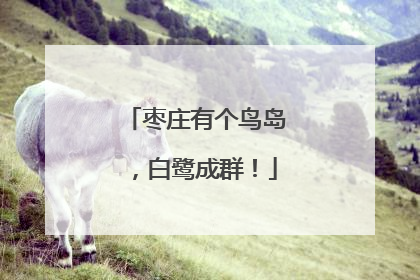 枣庄有个鸟岛，白鹭成群！