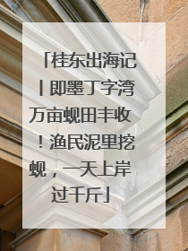 桂东出海记丨即墨丁字湾万亩蚬田丰收！渔民泥里挖蚬，一天上岸过千斤