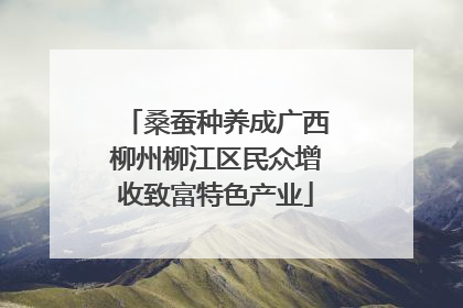 桑蚕种养成广西柳州柳江区民众增收致富特色产业
