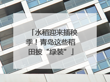水稻迎来插秧季！青岛这些稻田披“绿装”