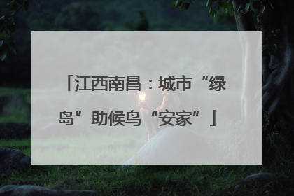 江西南昌：城市“绿岛”助候鸟“安家”