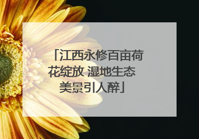 江西永修百亩荷花绽放 湿地生态美景引人醉
