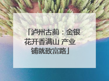 泸州古蔺：金银花开香满山 产业铺就致富路