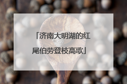 济南大明湖的红尾伯劳登枝高歌