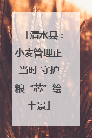 清水县：小麦管理正当时 守护粮“芯”绘丰景