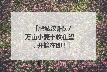 肥城汶阳5.7万亩小麦丰收在望，开镰在即！