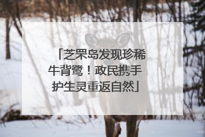 芝罘岛发现珍稀牛背鹭！政民携手护生灵重返自然