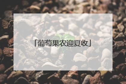 葡萄果农迎夏收
