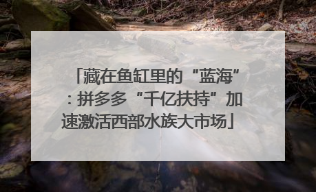 藏在鱼缸里的“蓝海”：拼多多“千亿扶持”加速激活西部水族大市场