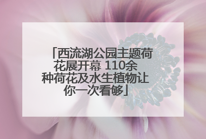 西流湖公园主题荷花展开幕 110余种荷花及水生植物让你一次看够