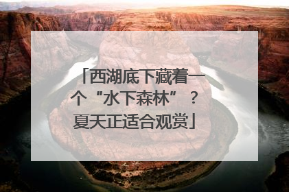 西湖底下藏着一个“水下森林”？夏天正适合观赏