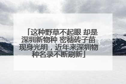 这种野草不起眼 却是深圳新物种 密穗砖子苗现身光明，近年来深圳物种名录不断刷新