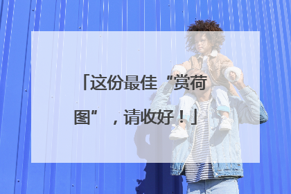 这份最佳“赏荷图”，请收好！
