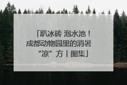 趴冰砖 泡水池！成都动物园里的消暑“凉”方丨图集