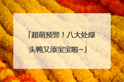 超萌预警！八大处绿头鸭又添宝宝啦~