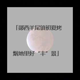 郧西羊尾镇初夏烤烟地里好“丰”景