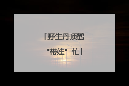 野生丹顶鹤“带娃”忙