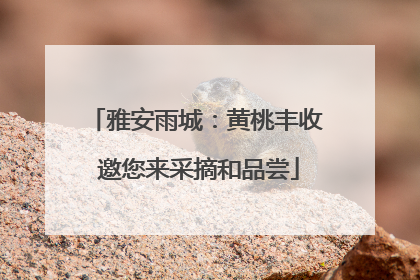 雅安雨城：黄桃丰收 邀您来采摘和品尝