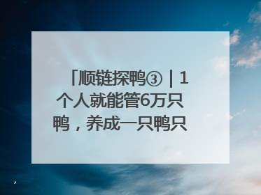 顺链探鸭③｜1个人就能管6万只鸭，养成一只鸭只需50多天