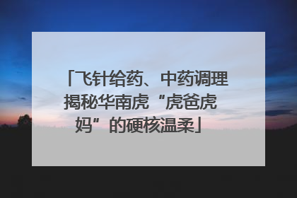 飞针给药、中药调理 揭秘华南虎“虎爸虎妈”的硬核温柔