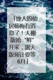 馋人的仙居杨梅有消息了！大棚版抢“鲜”开采，露天版预计要等6月
