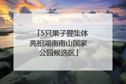 5只果子狸集体亮相湖南南山国家公园候选区