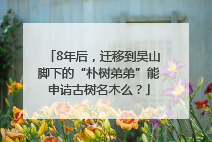 8年后，迁移到吴山脚下的“朴树弟弟”能申请古树名木么？